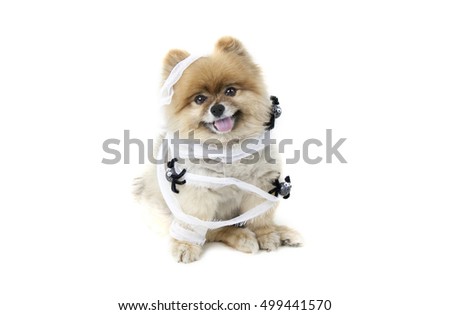 Halloween Picture of a Pomeranian Mummy with spiders