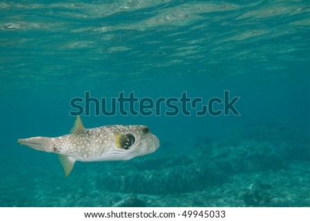 dogfaced pufferfish Royalty-Free Stock Photo #49945033