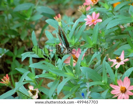 a butterfly and garden flower