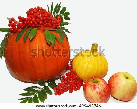 Autumn vegetable composition. Pumpkins decorated with bunch of rowan and apples