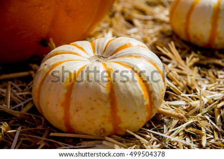 Round white and orange striped Thanksgiving pumpkin on haystack 