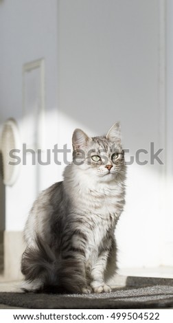 silver cat in the garden, siberian