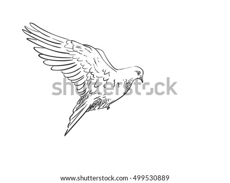 Sketch of pigeon bird flying, Hand drawn illustration