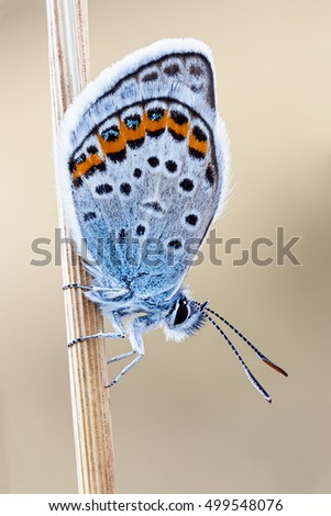 Northern Blue butterfly on a thin branch. large wings. black blue orange colors on the wings.checkered antennas.