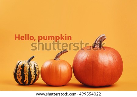 Group of beautiful pumpkins on yellow autumn background. ext Hello, pumpkin.