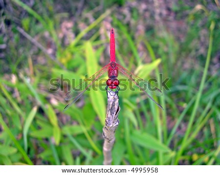          Red dragofly is sitting on a grass