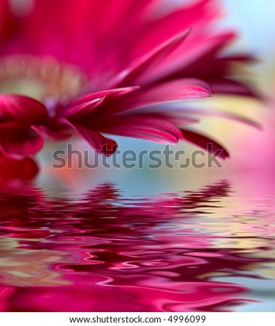 Closeup of pink daisy-gerbera with soft focus  reflected in the water