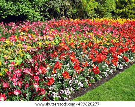 Beautiful formal spring bedding plants in a London park, England, UK