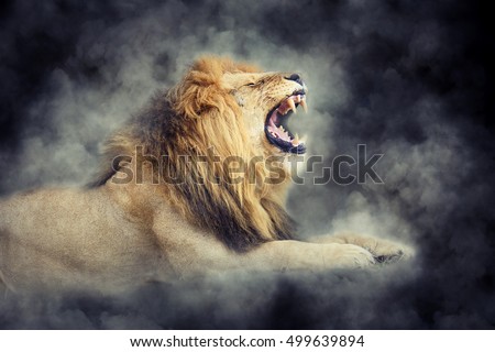 Close male lion in smoke on dark background Royalty-Free Stock Photo #499639894