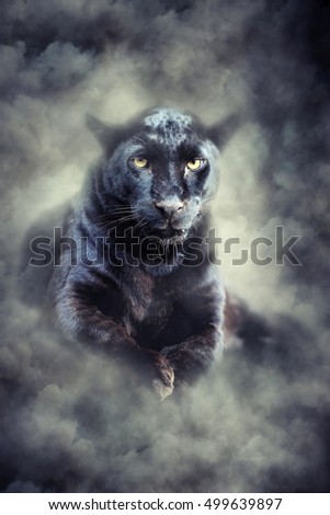 Close up portrait black leopard in smoke on dark background