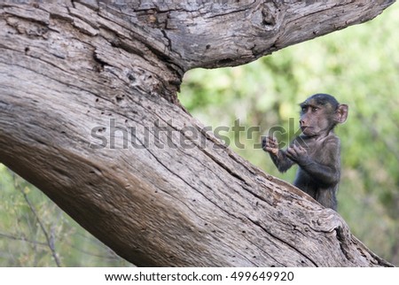 Funny baby monkey in a boxer's pose on a tree in the African savannah