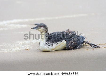 Wounded duck, Sakhalin Island, Russia.