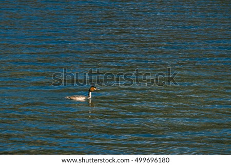 Wild duck floating, Alpsee Lake, Fussen, Bavaria, Germany, Europe