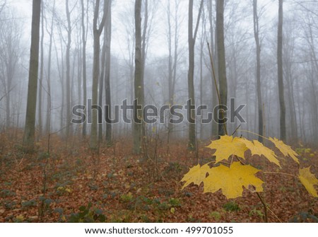 Autumn morning foggy forest with yellow leaves - selective focus