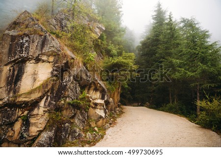 Road in misty forest in the mountains. Fogy forest in Dharamkot, India