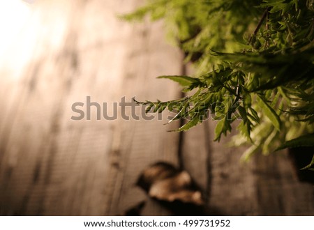 flower and dry leafs on the table wood the atmosphere so dark magic vintage background.  