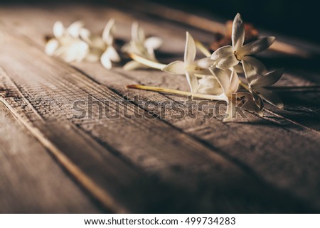 Flower Leafs Plant on the wood table vintage background the atmosphere like a dark magic. 