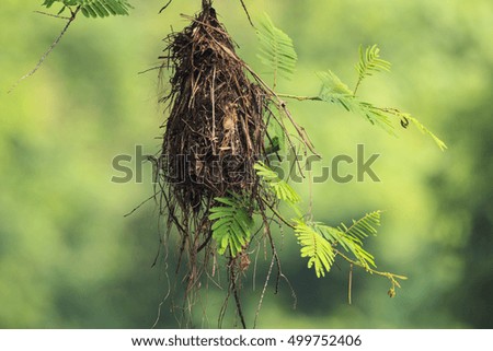 Nest of bird in the nature.