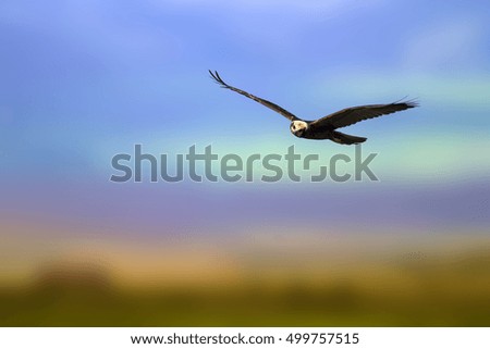 Bird of prey. Flying wild bird. Sky background. Bird: Western Marsh Harrier.