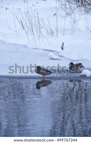 Wild ducks swim in a freezing winter pond among ice and snow