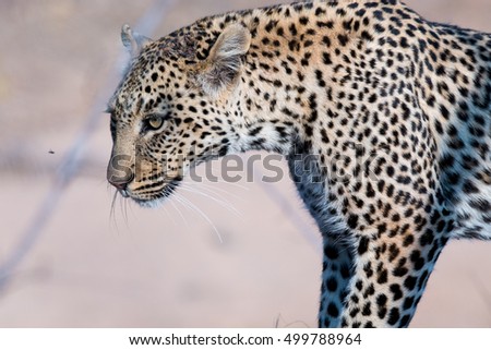 african leopard predator feline kruger national park south africa