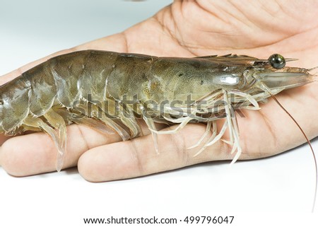 Shrimp broodstock on the palm. This shrimp is the broodstock size