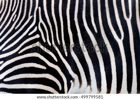 Zebra texturae pattern 