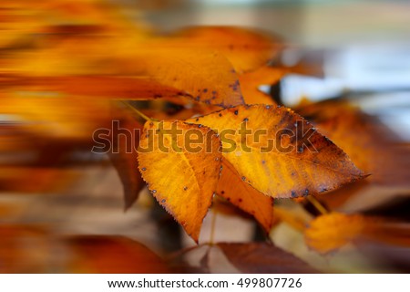 Autumn scene with oak leaves. Nature background.