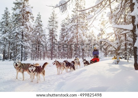 Sledding with husky dogs in Lapland Finland Royalty-Free Stock Photo #499825498