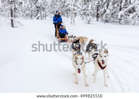 Sledding with husky dogs in Lapland Finland