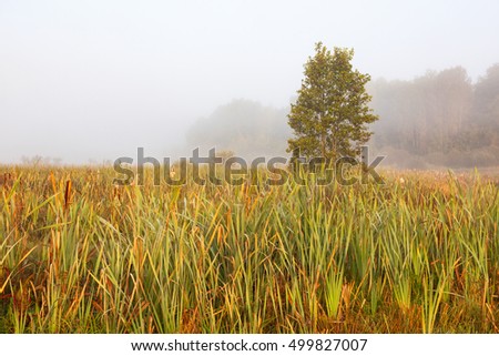 Grass blades on foggy moorland