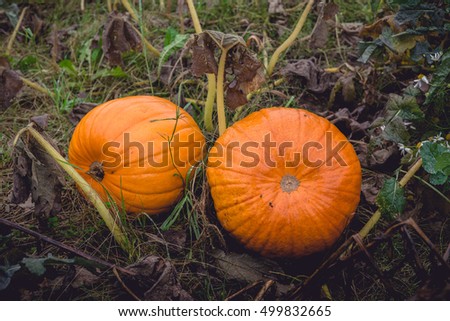 Two large pumpkins in orange color in autumn