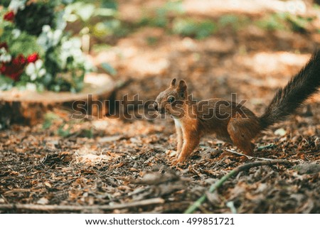 squirrel in the forest via background with flowers.