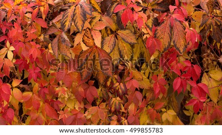 Texture of colorful autumn leaves and plants.