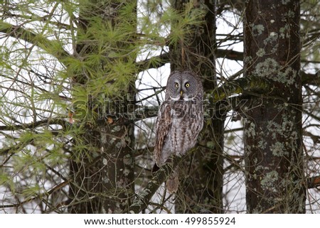 Great grey owl in a tree overlooking a snow covered field in Canada