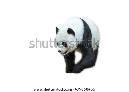 The Giant Panda, Ailuropoda melanoleuca, Also known as panda bear, is a bear native to south central China. Panda walking in front, isolated on white background.