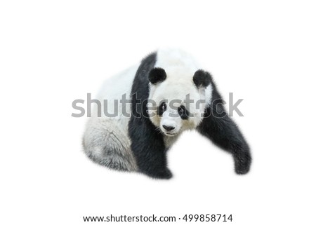 The Giant Panda, Ailuropoda melanoleuca, also known as panda bear, is a bear native to south central China. Panda sitting front view, isolated on white background, often used as an symbol of China.
