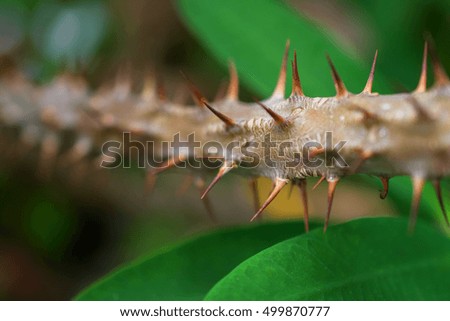 macro detail of stem with spines of a tropical ground plant