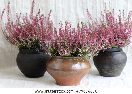 Purple heather (calluna vulgarism) in very old rustic authentic clay, ceramic, pottery pot, planter, flower pot on natural grey linen background. Original photo, daylight, floral scene
