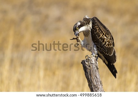 Bird of prey. Eagle Osprey. Yellow nature background. Eagle: Western Osprey. Pandion haliaetus. 