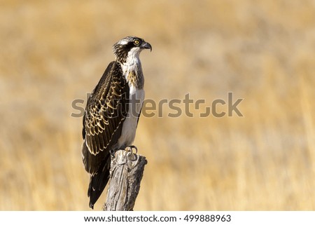 Bird of prey. Eagle Osprey. Yellow nature background. Eagle: Western Osprey. Pandion haliaetus. High detail and sharpness.
