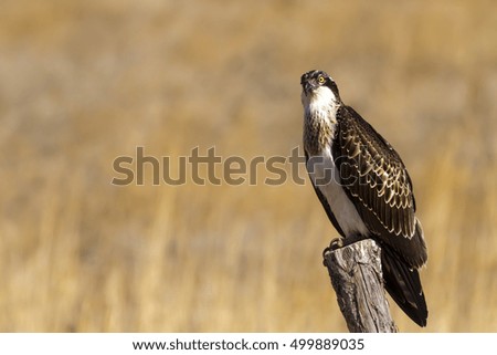 Bird of prey. Eagle Osprey. Yellow nature background. Eagle: Western Osprey. Pandion haliaetus. High detail and sharpness.