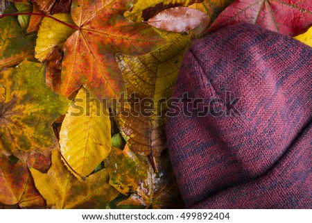 hat,cap,beanie on wet colorful autumn fall leaves bad cold weather concept