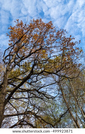 Top of the oak and other trees with last orange and yellow leaves, blue sky with clouds. Autumn in the park.