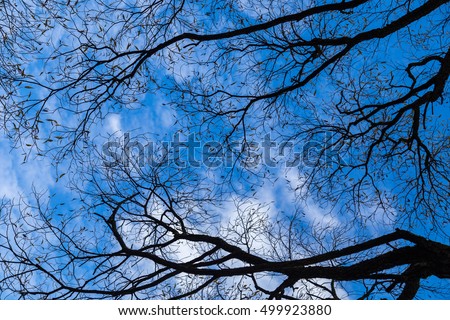 Branches of the willow trees, path between branches, blue sky with clouds.  Autumn in the park.