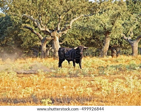 Bull on countryside in Salamanca, Spain Royalty-Free Stock Photo #499926844