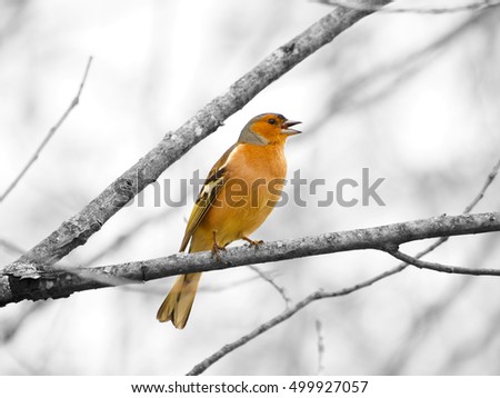Fringilla coelebs - Bird chirping on a branch on a tree Royalty-Free Stock Photo #499927057