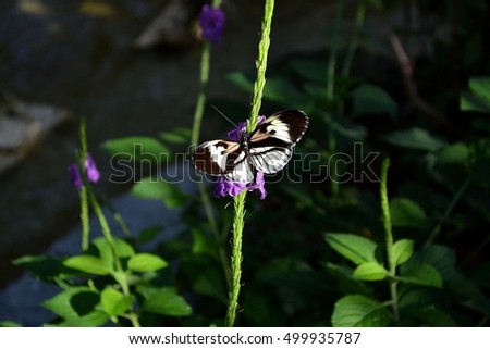 Piano Key Butterfly  (Heliconius melpomene) on Purple Flower. 
