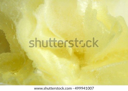 frozen flora - pale yellow carnation flower frozen into a block of ice, macro background