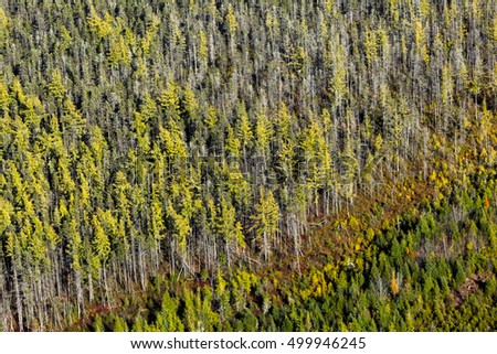 Aerial view over the boreal north american forest and its spruce, pine and fir trees in autumn.
